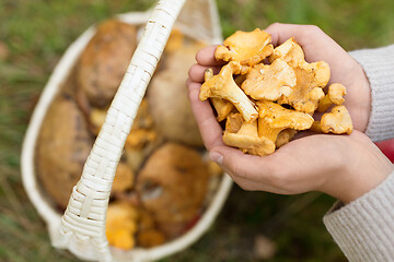 Image showing hands with mushrooms and basket in forest