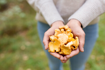 Image showing close up of woman hands with mushrooms in forest