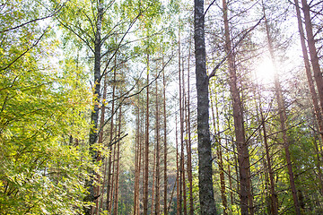 Image showing mixed summer forest