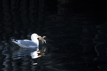 Image showing Seagull