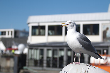 Image showing Seagull