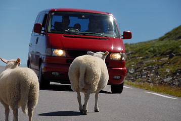 Image showing Sheep crossing Norwegian road