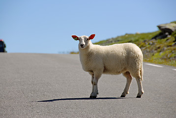 Image showing Sheep crossing Norwegian road