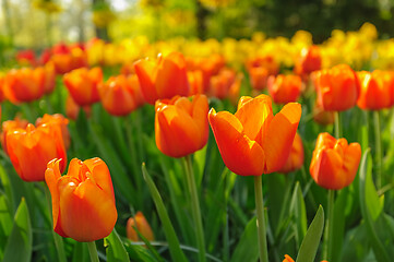 Image showing Red tulips of Netherlands in rays of sunset