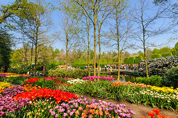 Image showing Flower beds of Keukenhof Gardens in Lisse, Netherlands