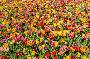 Image showing Tulip fields in Netherlands