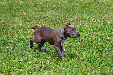 Image showing American Staffordshire Terrier in the meadow