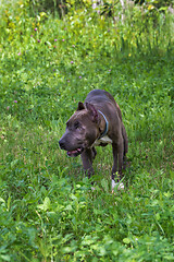 Image showing American Staffordshire Terrier in the meadow