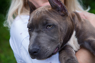 Image showing Blonde hugs Amstaff puppy