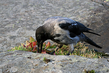 Image showing Young Hooded Crow Caching Food