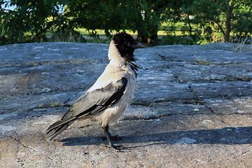 Image showing Corvus cornix, Hooded Crow, Dominant Posture