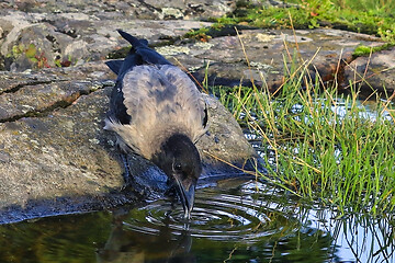 Image showing Young Hooded Crow, Corvus Cornix Drinking