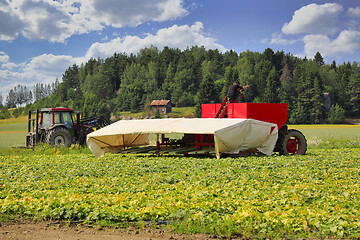 Image showing Harvesting Cucumber with Cucumber Flyer