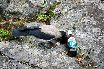 Image showing Young Hooded Crow Picking Up Bad Habits