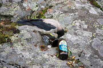 Image showing Young Hooded Crow Picking Up Bad Habits