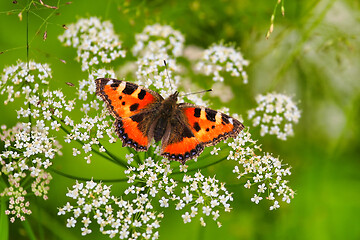 Image showing Aglais Urticae, Small Tortoiseshell