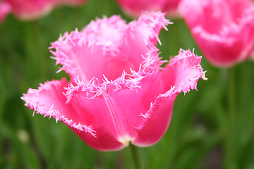 Image showing Pink Flower