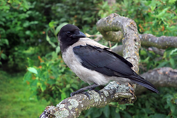 Image showing Young Hooded Crow Perched on a Tree