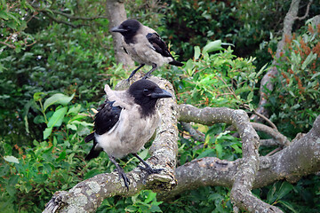 Image showing Two Young Hooded Crows Perched on Tree