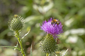 Image showing Bumblebee on a beautiful burdock purple flower