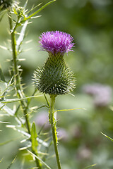 Image showing Burdock thorny purple flower, large herbaceous old world plant o