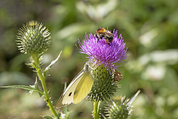 Image showing Yellow butterfly and bumblebee on a beautiful burdock purple flo
