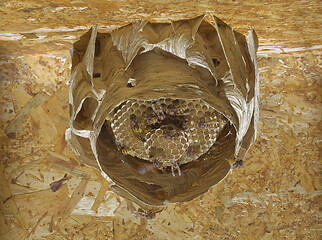 Image showing Hornet Nest Hive