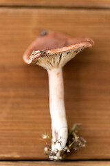 Image showing lactarius rufus mushroom on wooden background