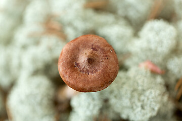 Image showing lactarius rufus mushrooms in reindeer lichen moss