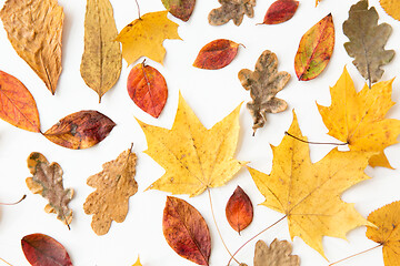 Image showing dry fallen autumn leaves on white background