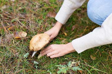 Image showing hands picking mushroom in autumn forest