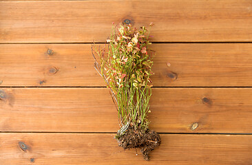 Image showing wild blueberry in autumn colors on wooden table