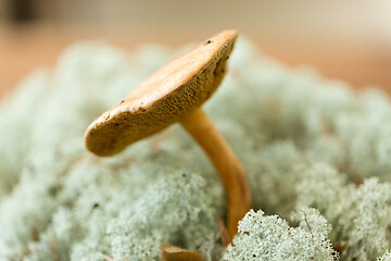 Image showing suillus bovinus mushroom in reindeer lichen moss