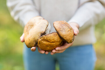 Image showing close up of woman holding mushrooms in forest