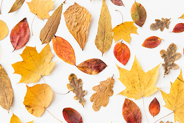 Image showing dry fallen autumn leaves on white background