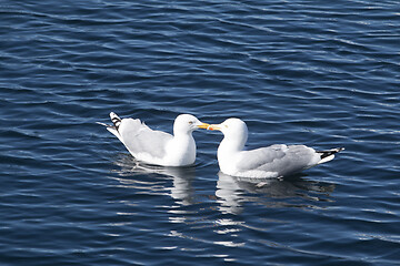 Image showing Seagull