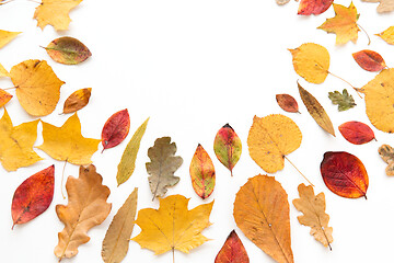 Image showing dry fallen autumn leaves on white background