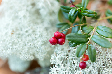 Image showing close up of cowberry and reindeer lichen moss