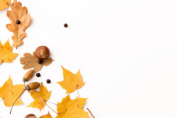 Image showing autumn leaves, chestnut, acorns and chokeberries