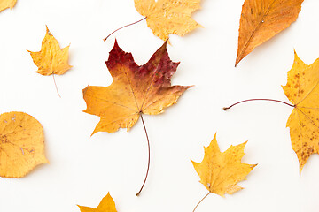 Image showing dry fallen autumn leaves on white background