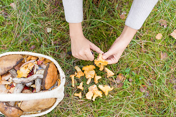 Image showing hands with mushrooms and basket in forest