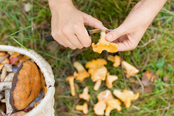 Image showing hands with mushrooms and basket in forest