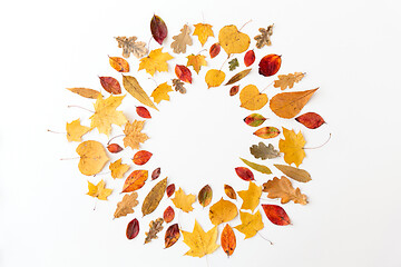 Image showing round frame of different dry fallen autumn leaves