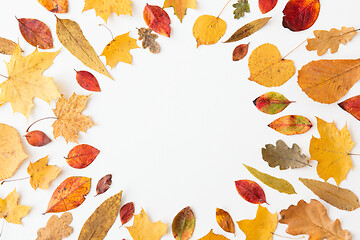 Image showing round frame of different dry fallen autumn leaves