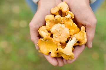 Image showing close up of woman hands with mushrooms in forest