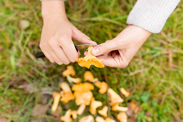 Image showing hands cleaning mushrooms by knife in forest