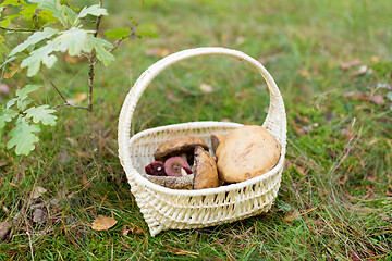 Image showing basket of mushrooms in autumn forest