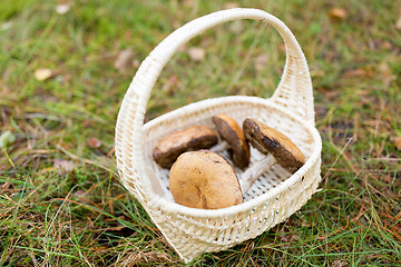 Image showing basket of mushrooms in autumn forest