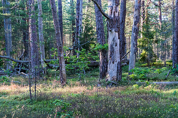 Image showing Old pine tree forest with some dead trees