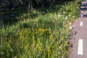 Image showing Roadside summer flowers close up